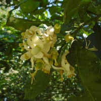 Citrus maxima (Burm.) Merr.